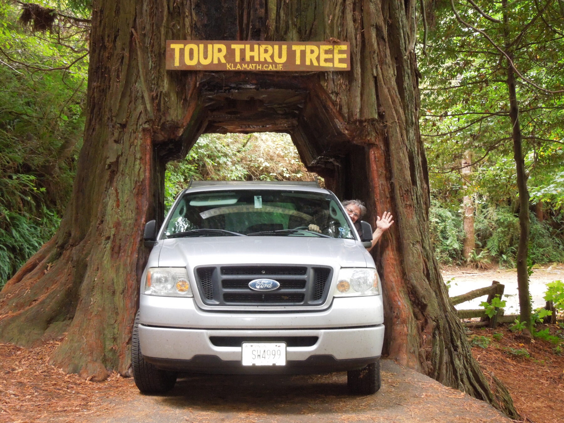 15 driving through redwood